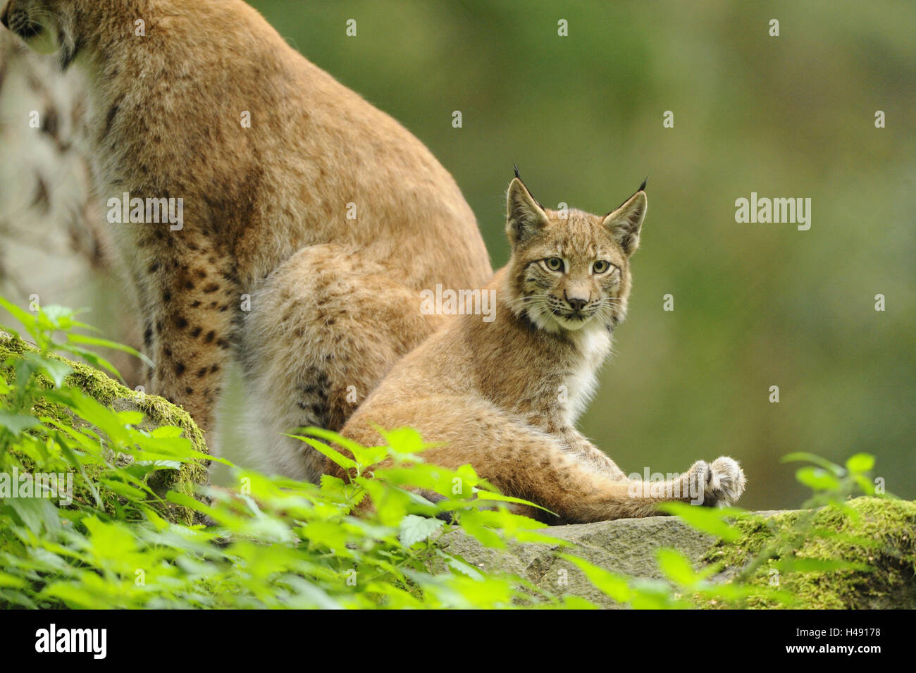 Eurasian lynx, Lynx lynx, young animal, sitting, side view, looking at ...