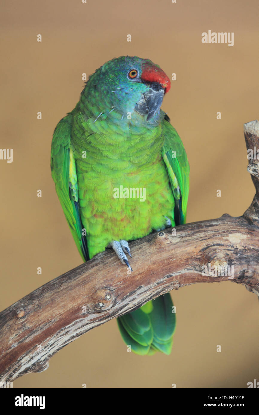 Parrot, sit, branch, green, vertical format, bird, wild animal, animal, Bluebeard's amazon, amazon, parrot kind, new world parrot, Bluebeard's amazon, Stock Photo