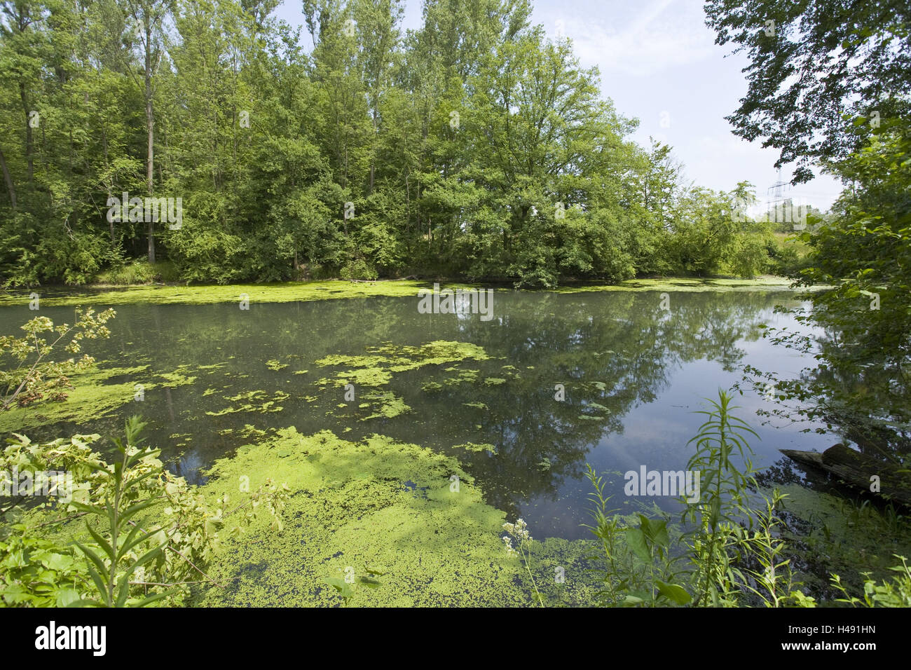 Germany, nature reserve, meadow wood, lake, water plants, Stock Photo