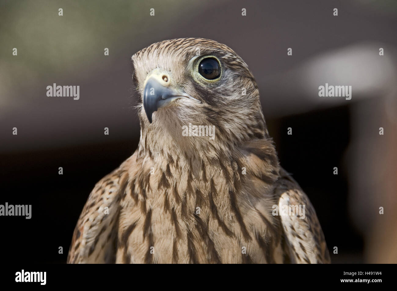 VAE, Dubai, falcon, young bird, Stock Photo