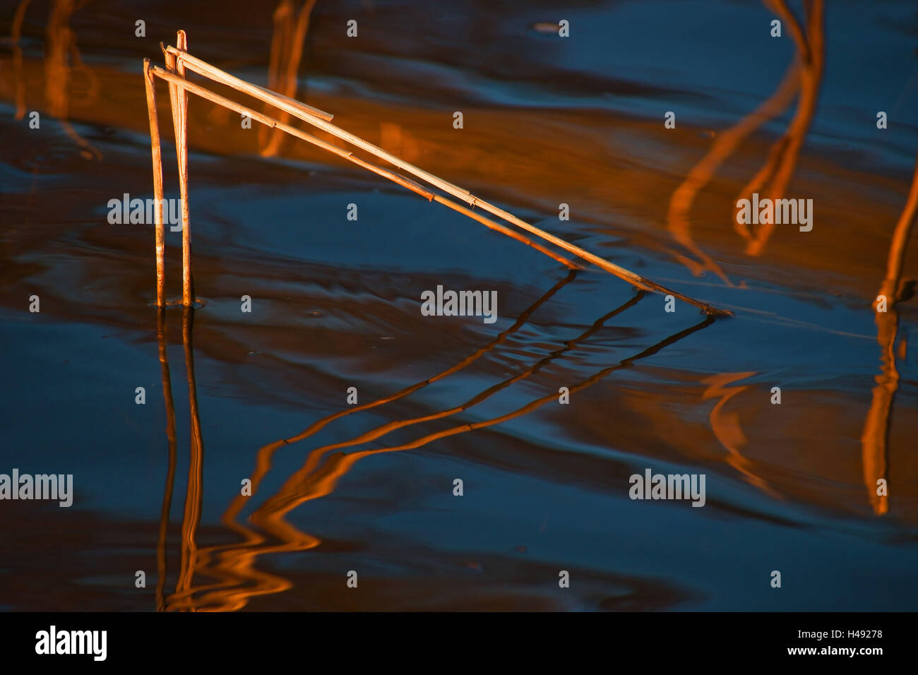 Bent reeds hi-res stock photography and images - Alamy