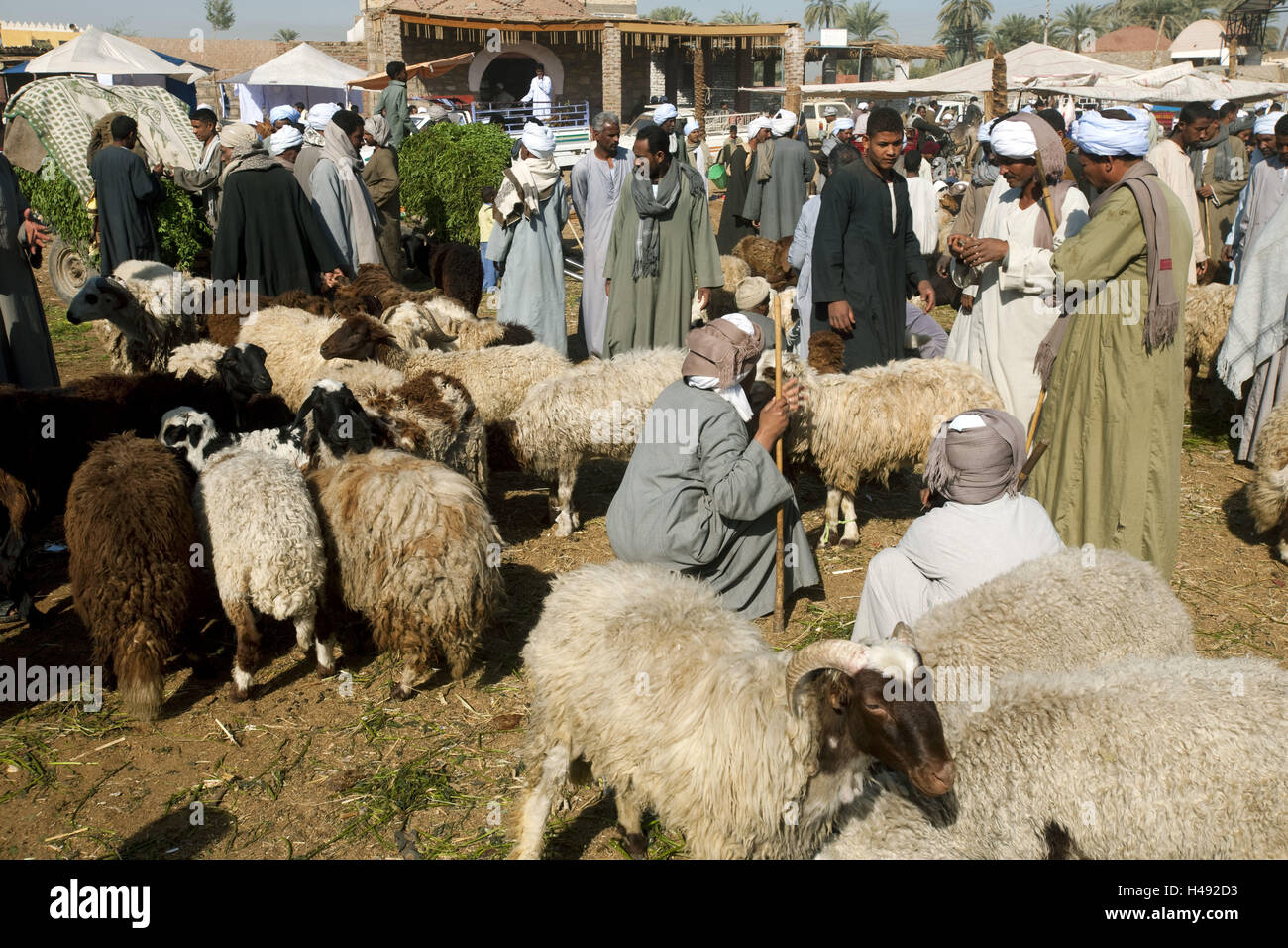 Egypt, in the camel market Darau near the small town Kom Ombo to the south Aswan, Stock Photo