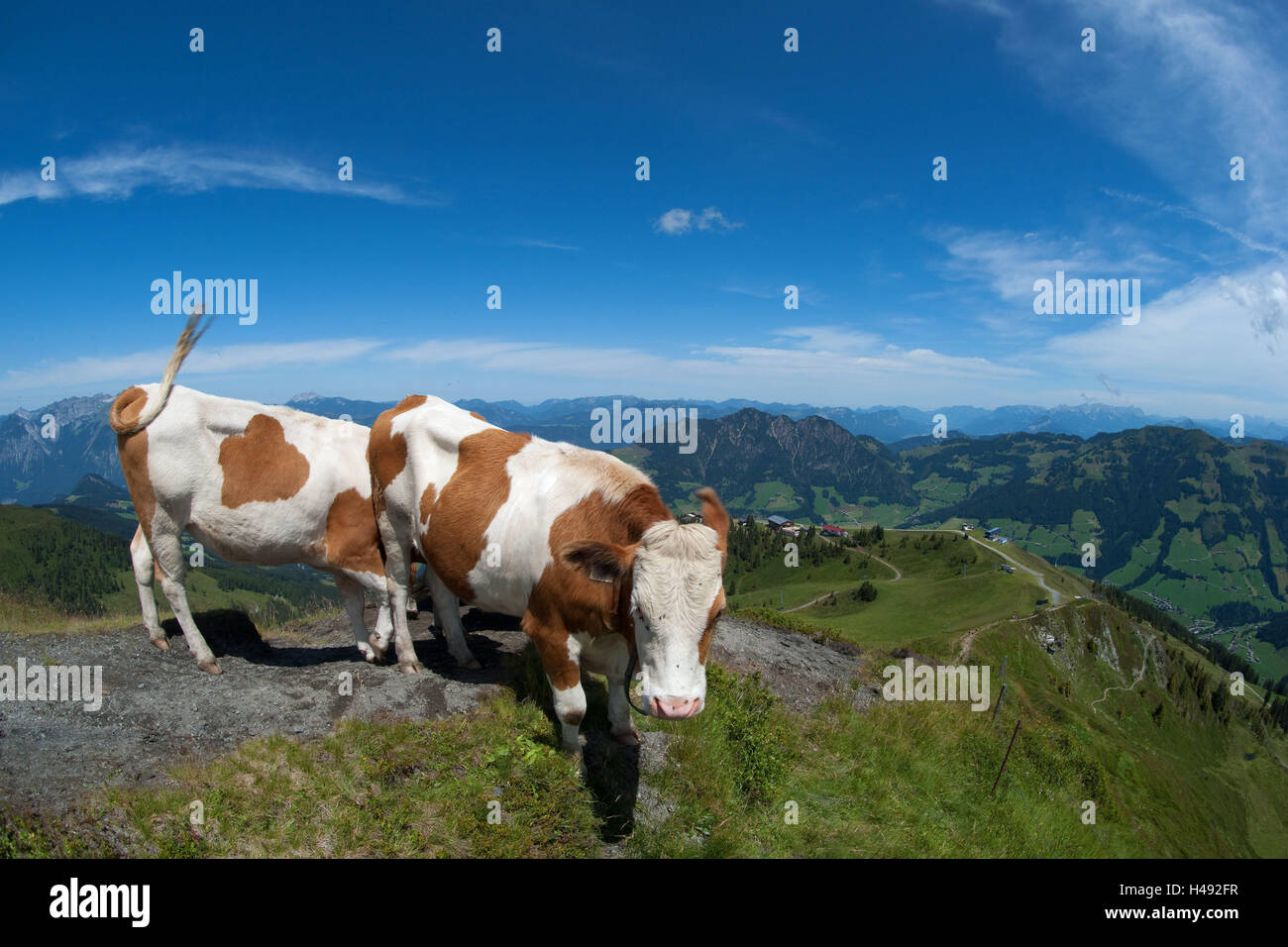 Austria, Tyrol, Kitzbühler alps, cows, animals, ruminants, alp brook, Wiedersberghorn, horn floor, two, view, Stock Photo
