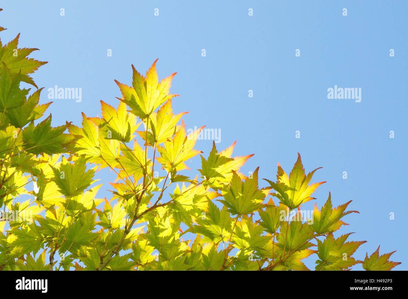 Siebolds maple, Acer sieboldianum, Stock Photo