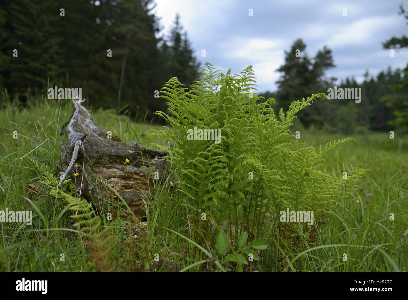 Worm fern, Dryopteris filix-mas, scenery, Upper Palatinate, Bavaria, Germany, Stock Photo