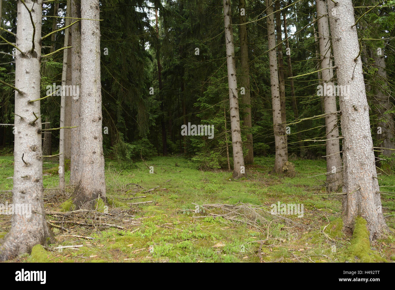Wood, scenery, spruces, Picea abies, Stock Photo