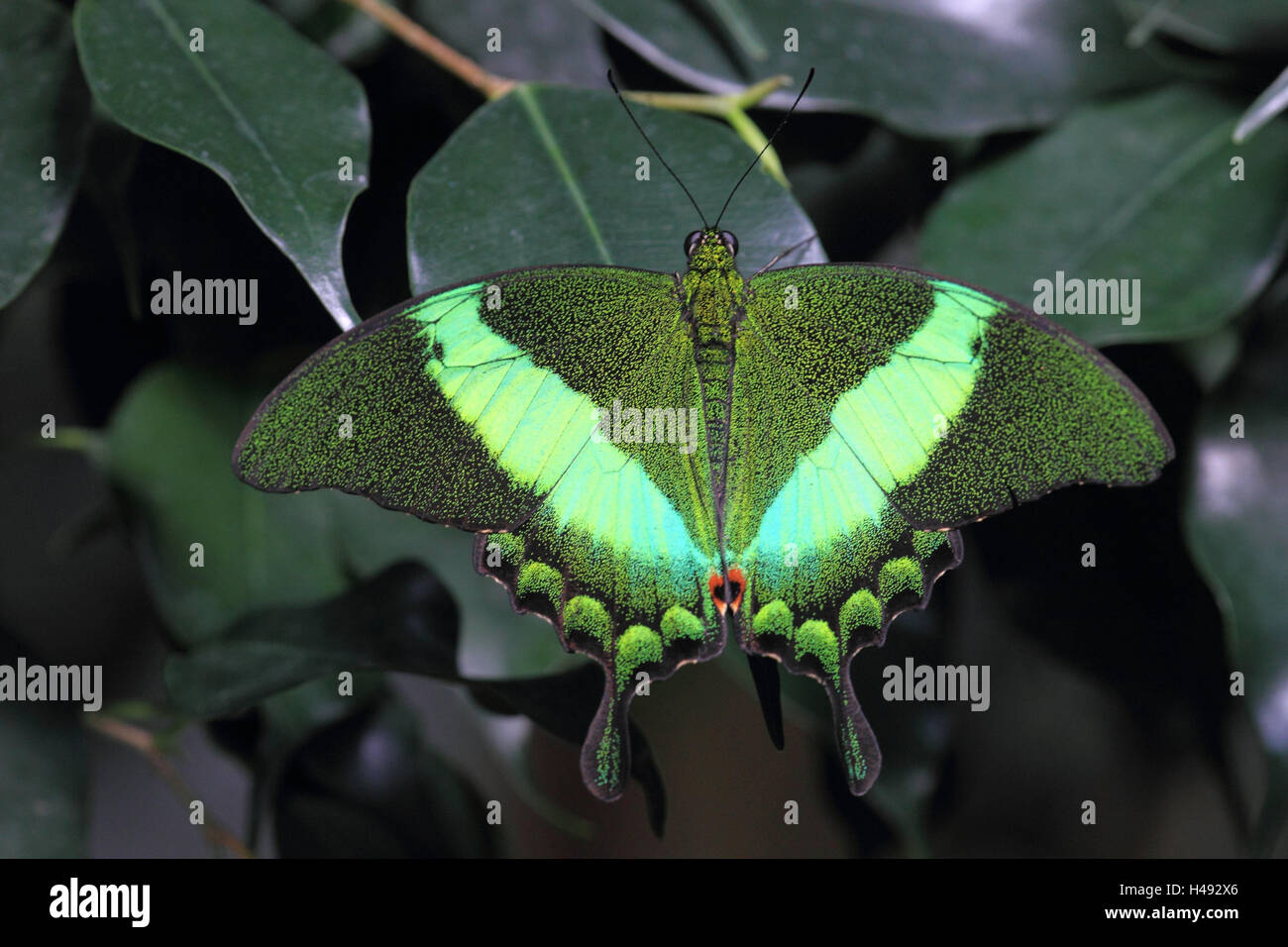 Butterfly, green dovetail, from above, landscape format, animal, insect, rainforest, the Philippines, dovetail, medium close-up, green, wing, spread, Stock Photo