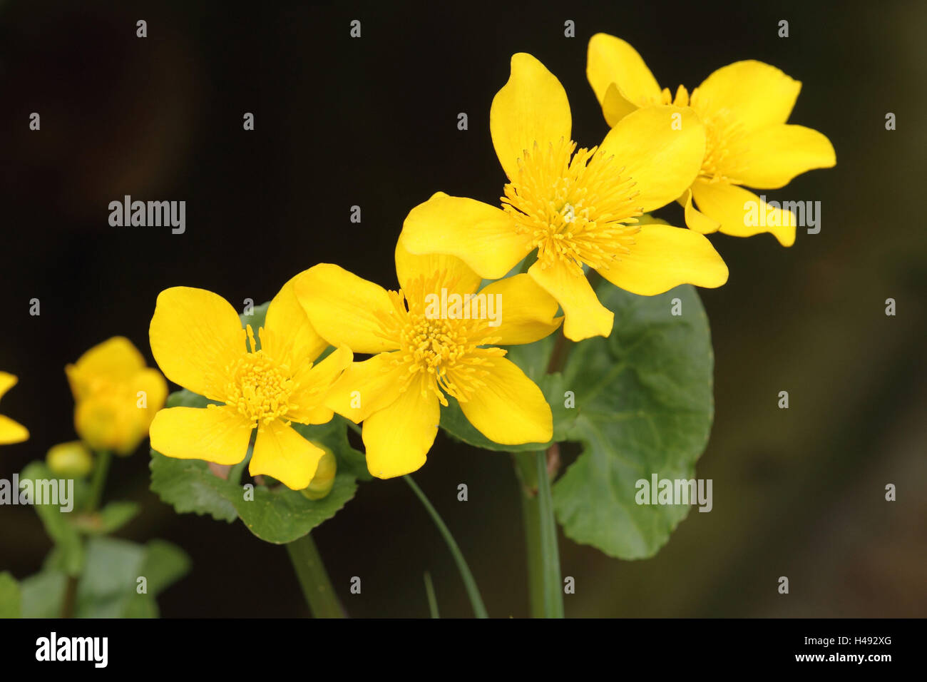 Marsh marigold Stock Photo Alamy