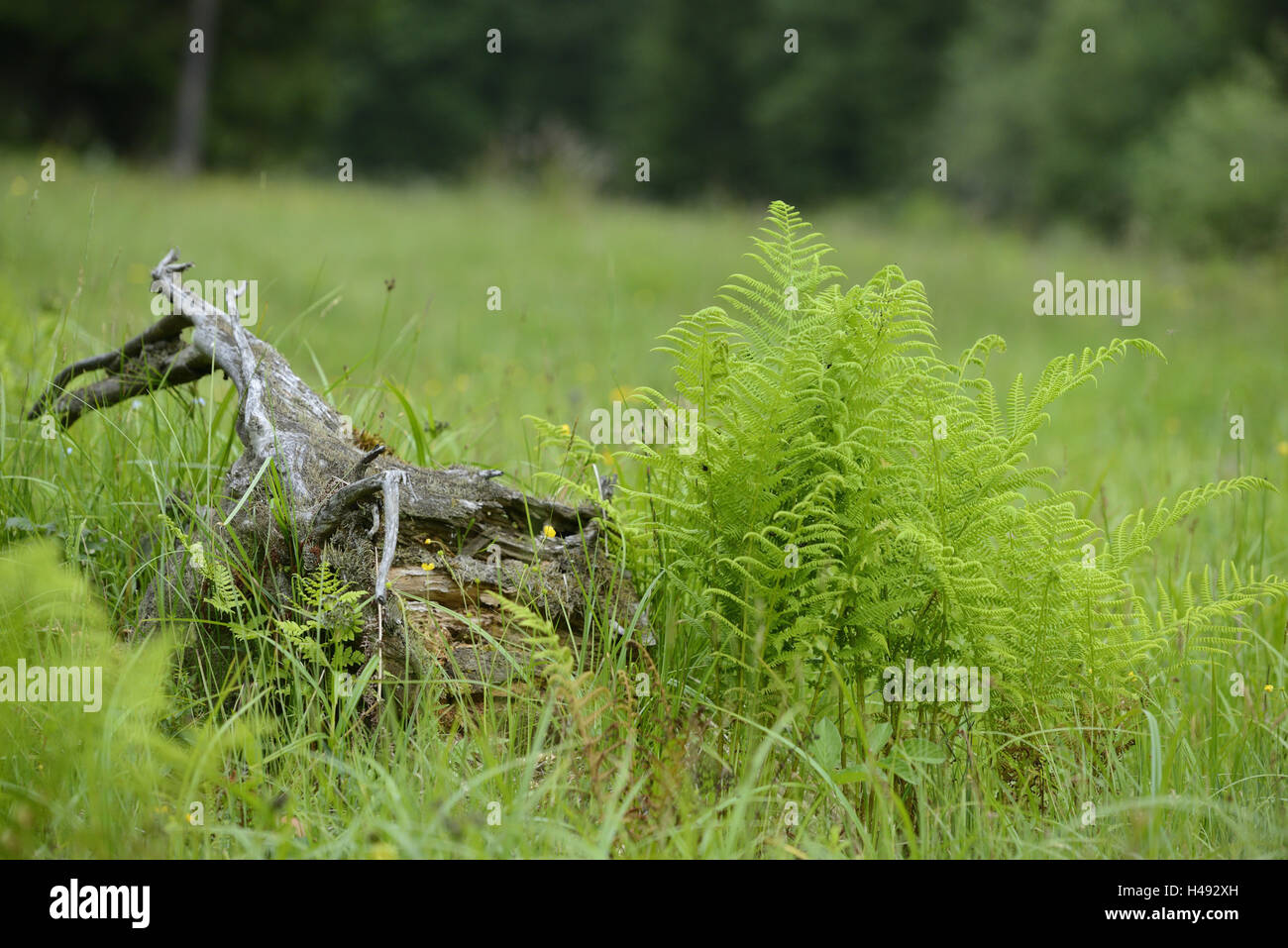 Worm fern, Dryopteris filix-mas, scenery, Upper Palatinate, Bavaria, Germany, Stock Photo