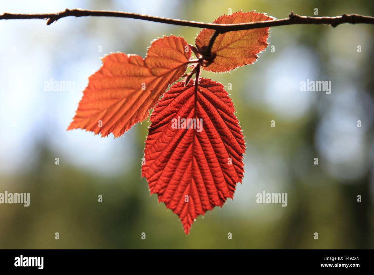 Copper beech, branch, leaves, spring, Stock Photo
