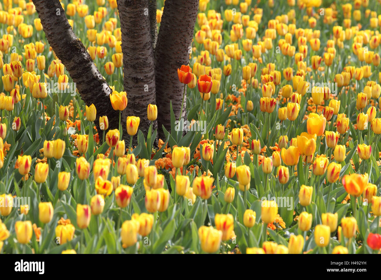 Tulip field, Stock Photo