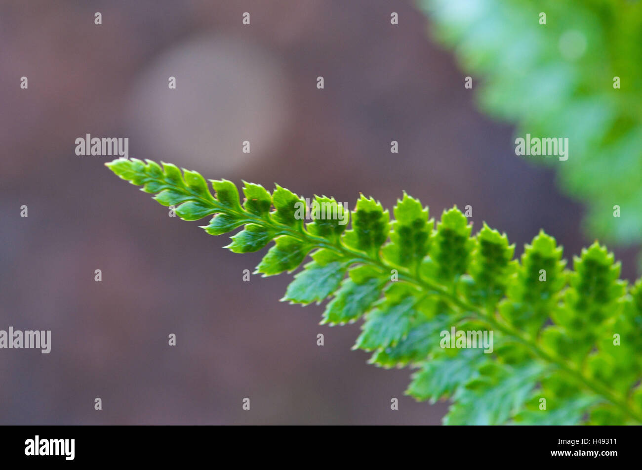 Point fern leaves, close up Stock Photo - Alamy