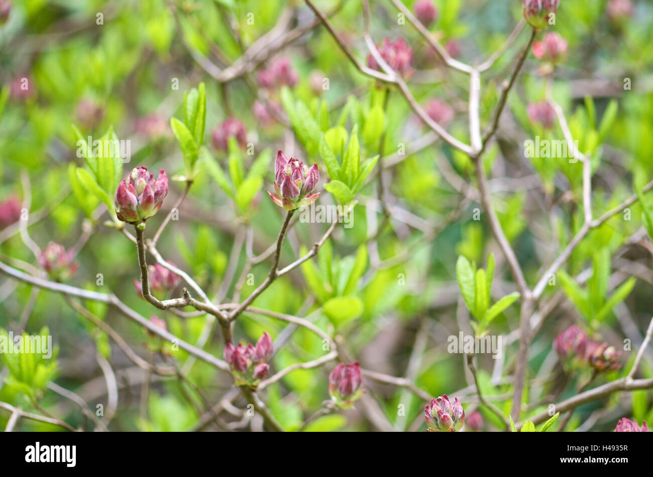 Rhododendron, blossoms, buds, Ericaceae, rhododendron, hybrid 'Sarina', Stock Photo