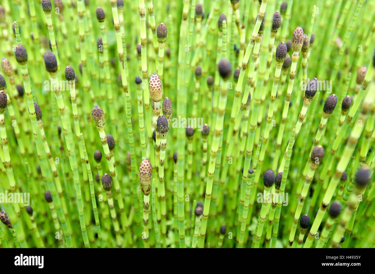 Horsetail, stalk, Equisetaceae fluviatile L., stalk, Stock Photo