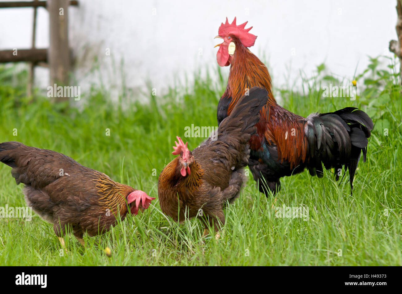 Crowing cock, hens, meadow Stock Photo - Alamy