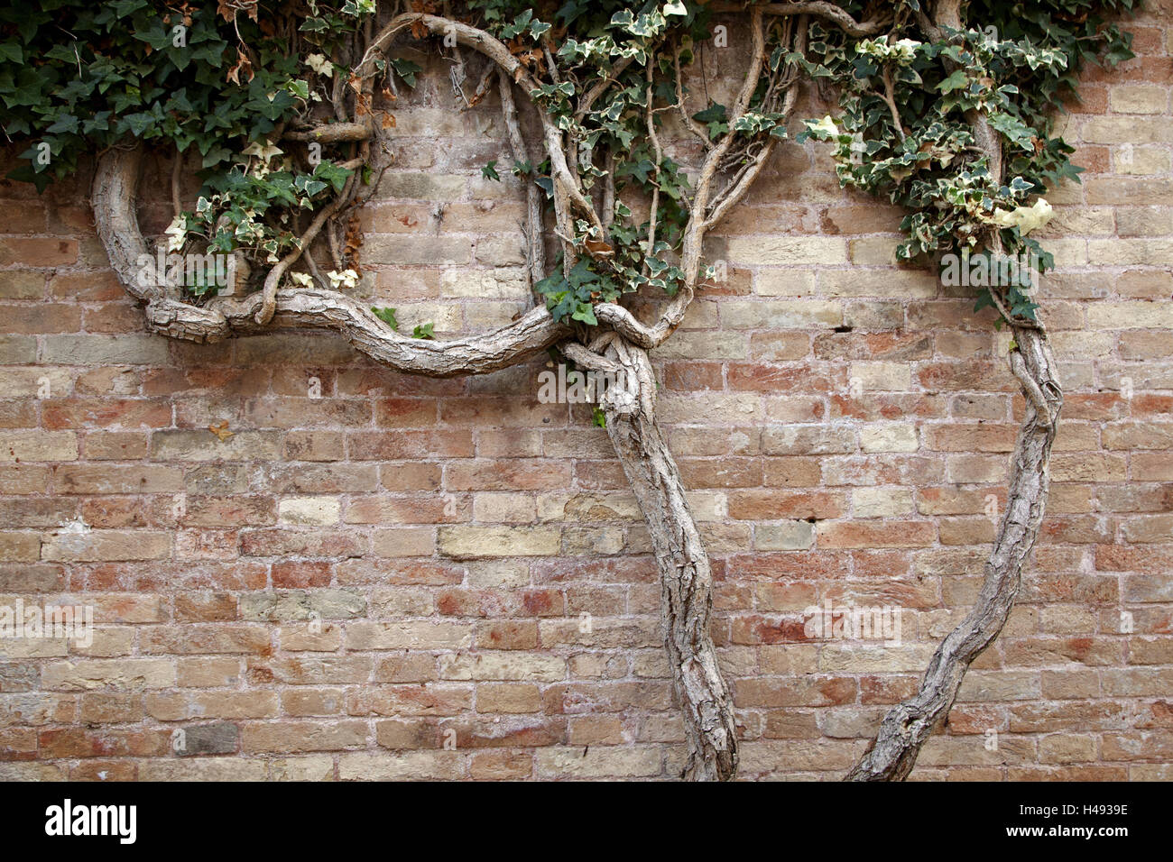 Wall, climbing plant, ivy Stock Photo Alamy