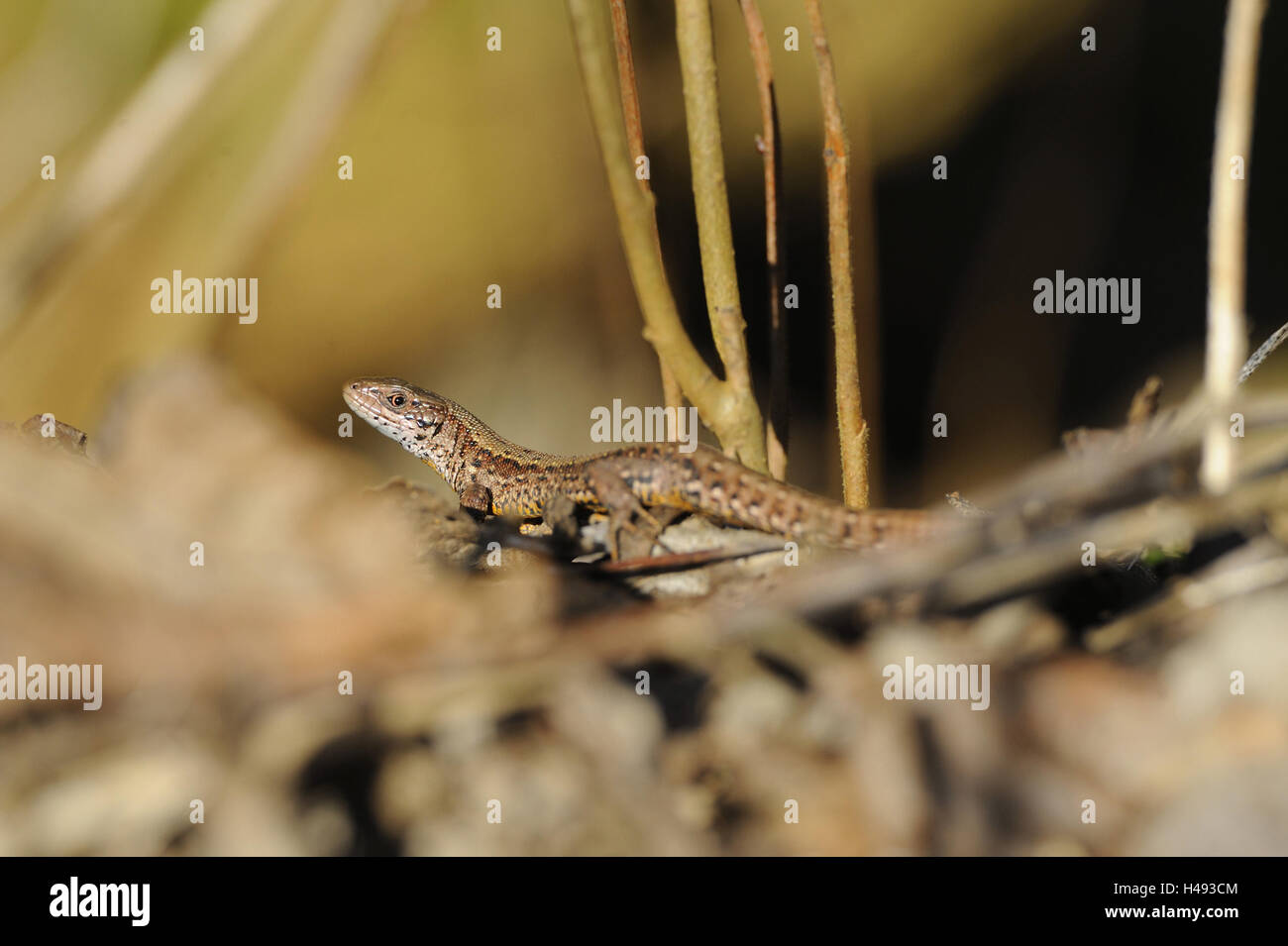 Forest lizard, female, medium close-up, mountain lizard, Moore's lizard, lizard, Schuppenkriechtier, reptile, nature, animal, animal world, whole body, wood, forest floor, forks, quickly, fast, camouflage, conversion, colour change, changeably, saurian, Stock Photo