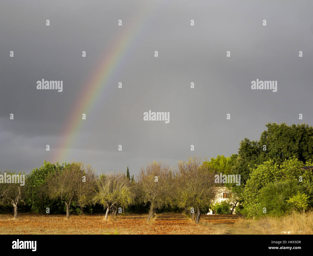 Rainbows about field, Buger, Majorca, Spain, Stock Photo