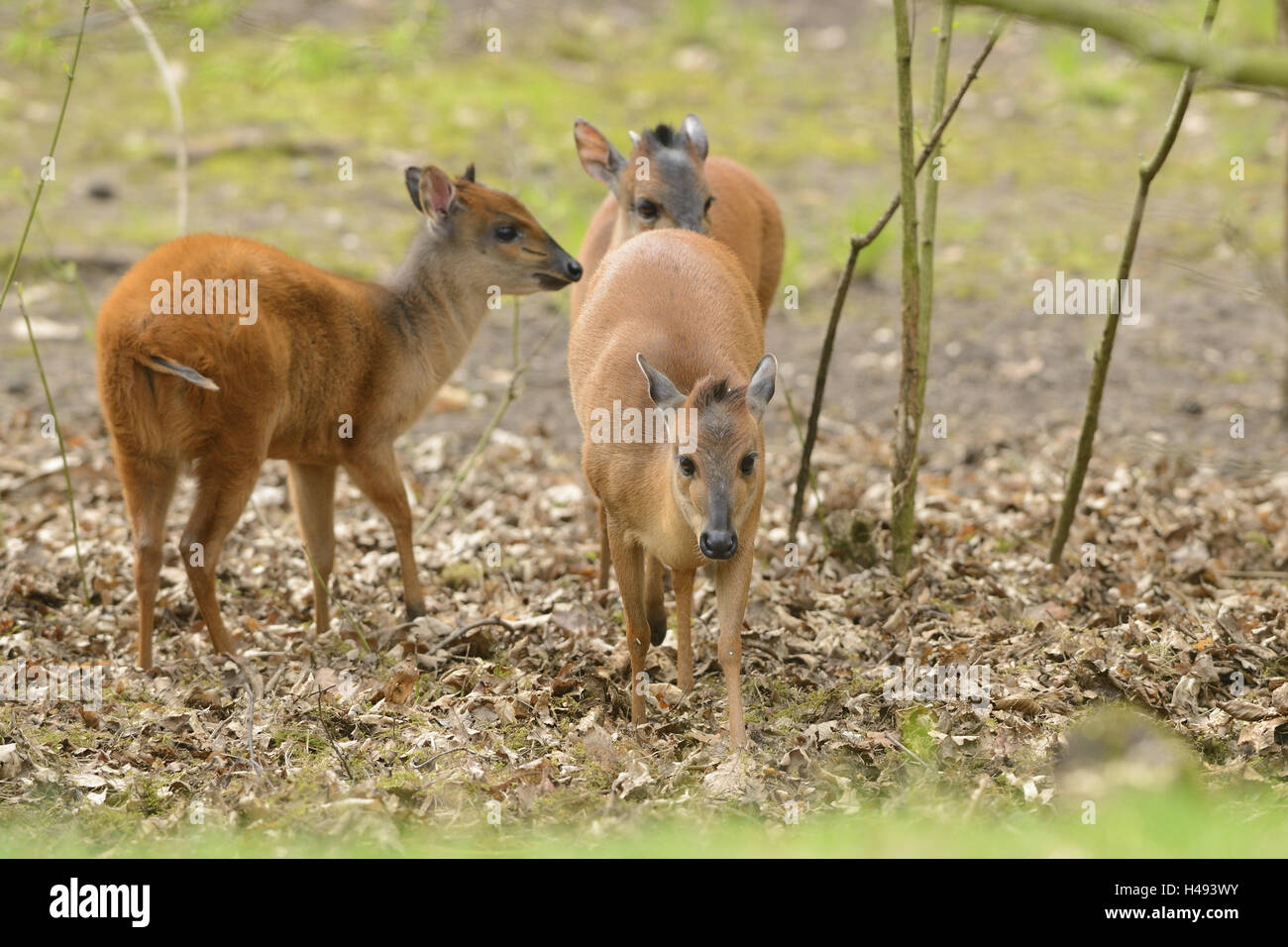 Red forest duikers, Cephalophus natalensis, family, undergrowth, walking, Stock Photo