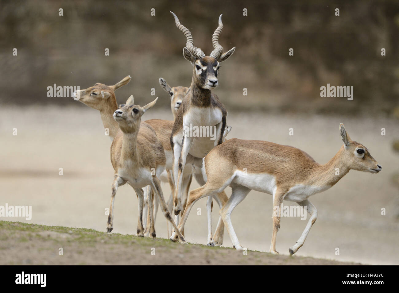Blackbucks, Antilope cervicapra, front view, running, Stock Photo
