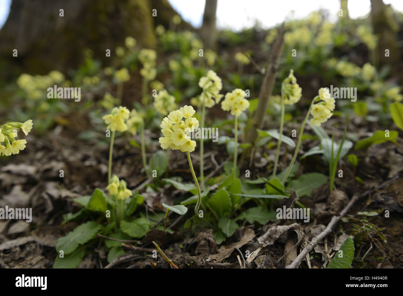 Forest primrose, Primula elatior, blossom, Stock Photo