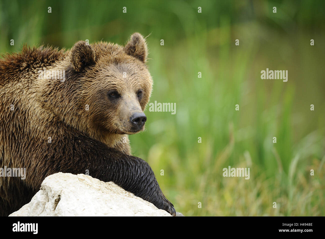 European brown bear, Ursus arctos arctos, half portrait Stock Photo - Alamy