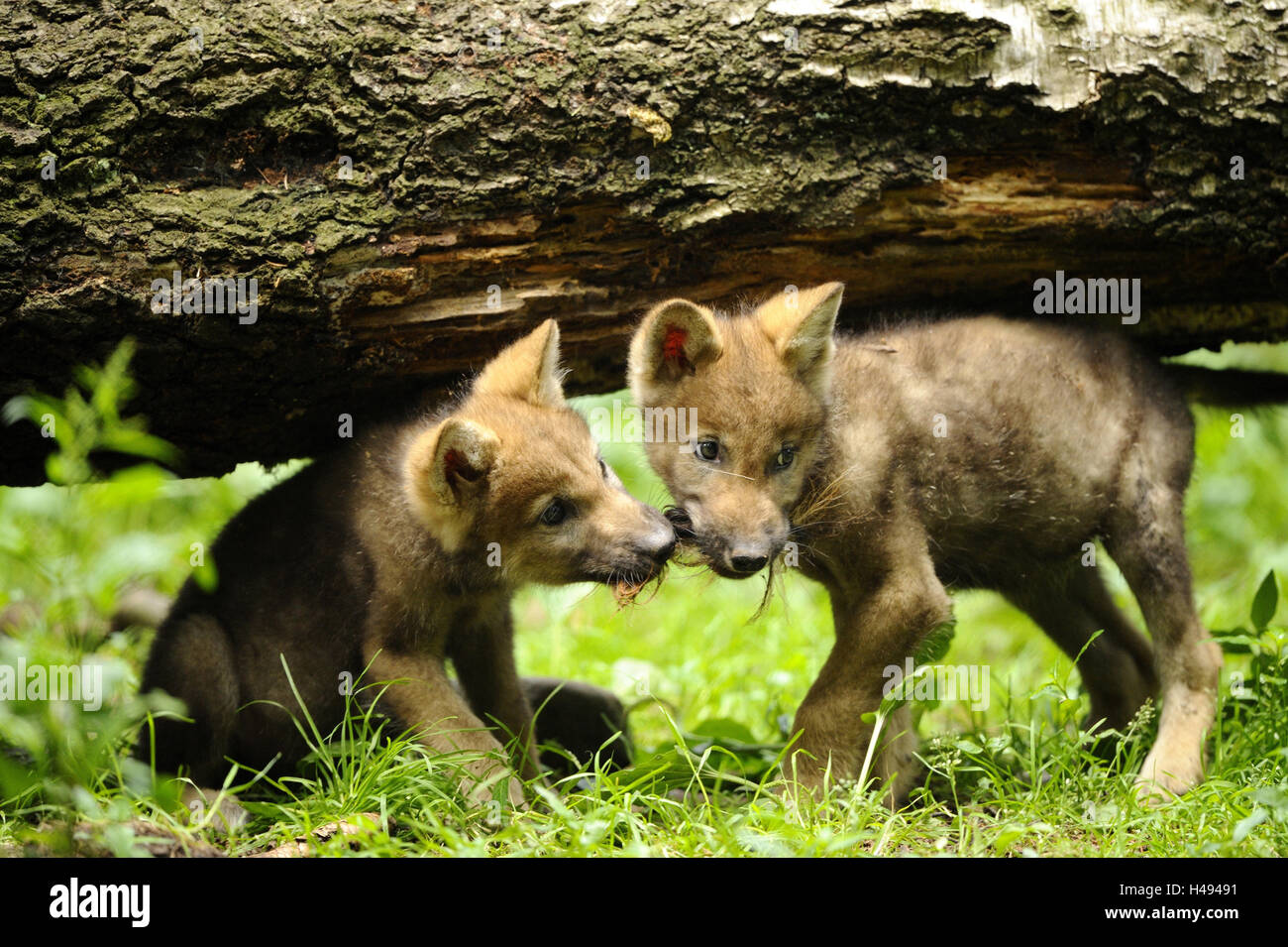 Wolves, Canis lupus, puppies, looking at camera, Stock Photo