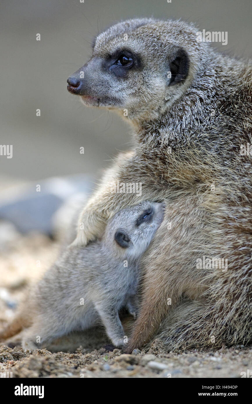 Earth little men, Suricata suricatta, mother animal, young animals