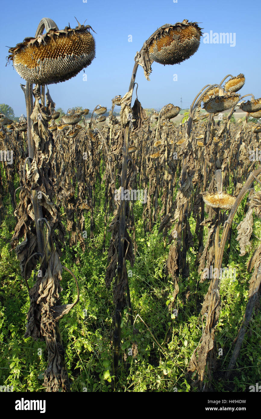 Sunflower field, wilts, economy, agriculture, field, cultivation