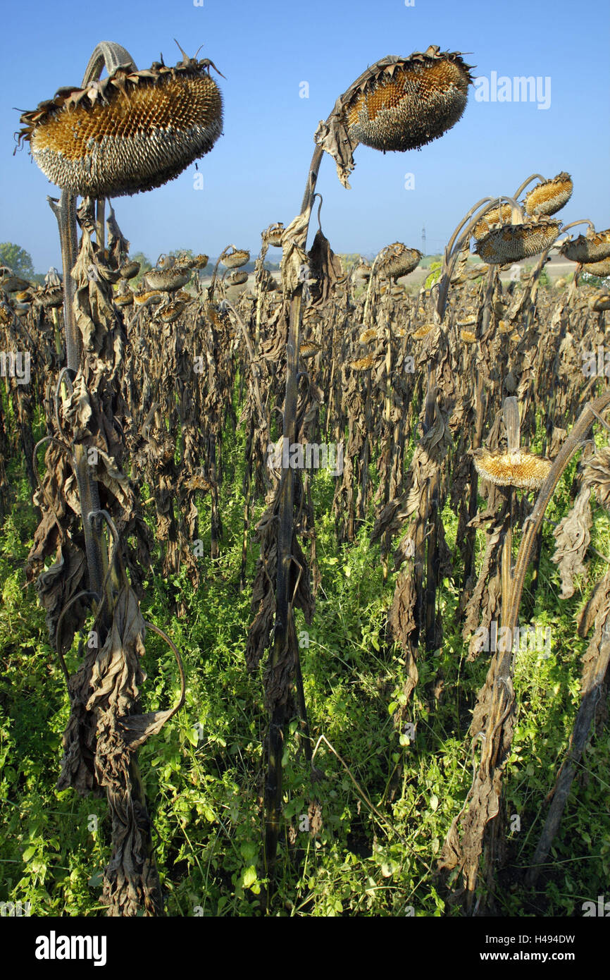 Sunflower field, wilts, economy, agriculture, field, cultivation, useful plants, plants, sunflowers, dries up, flower heads, semens, late summers, harvest time, series, outside, deserted, Stock Photo