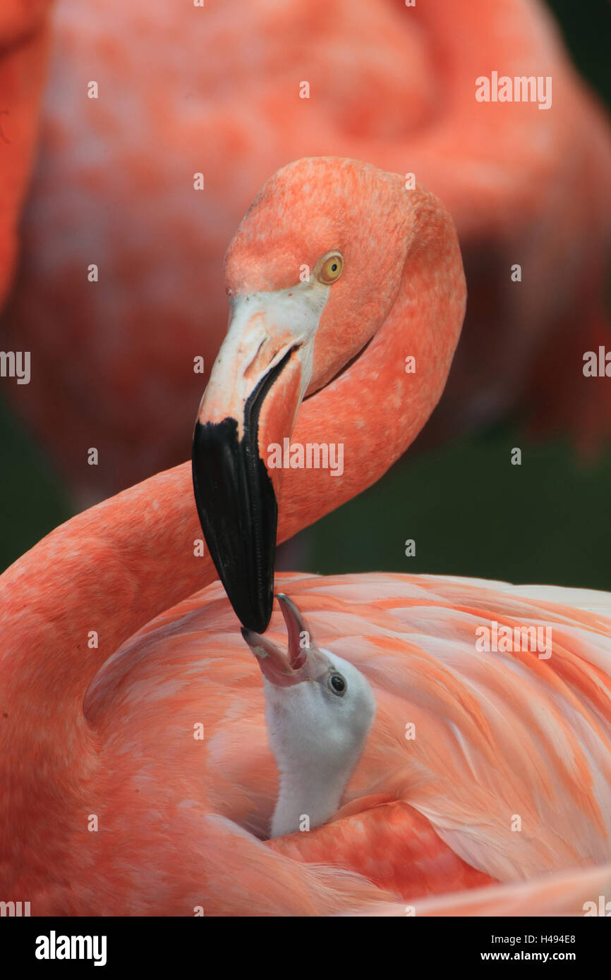Red flamingo with young animal, Stock Photo