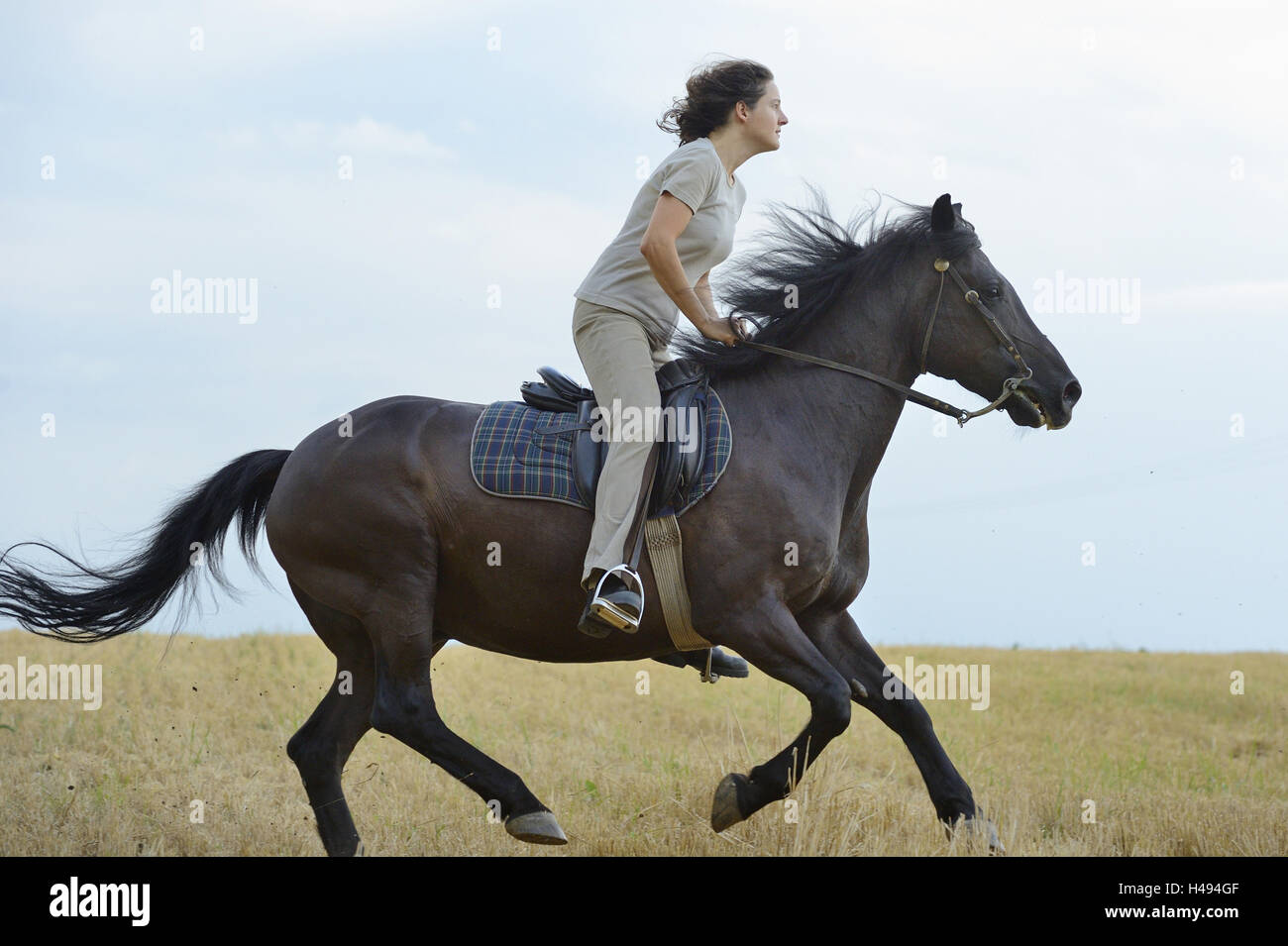 Rider, horse, Arabo-Haflinger, back, sit, gallop at the side, Stock Photo