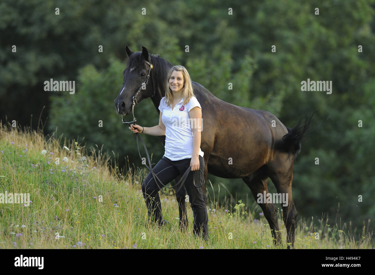 Teenage girl, horse, Arabo-Haflinger, meadow, stand, view camera, Stock Photo