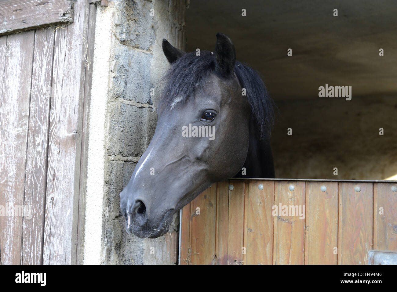 Horse, Arabo-Haflinger, half portrait, view camera, Stock Photo
