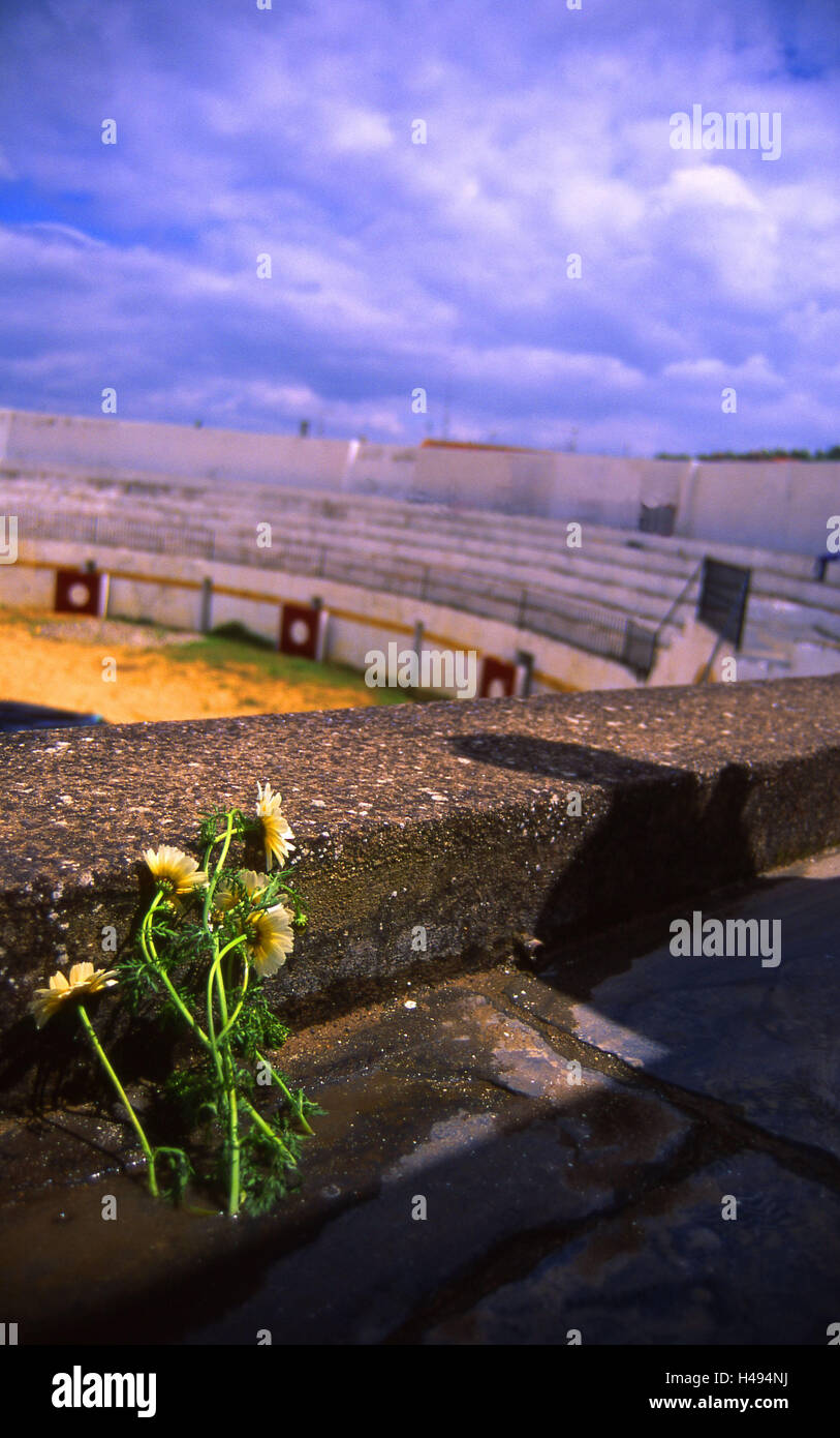 Spain, ex-diaeresis dura, Fuentes de Leon, bullfight arena, detail, defensive wall, flowers, destination, place of interest, arena, bullfight, building, structure, architecture, stand, spectator's stand, outside, deserted, blur, Stock Photo