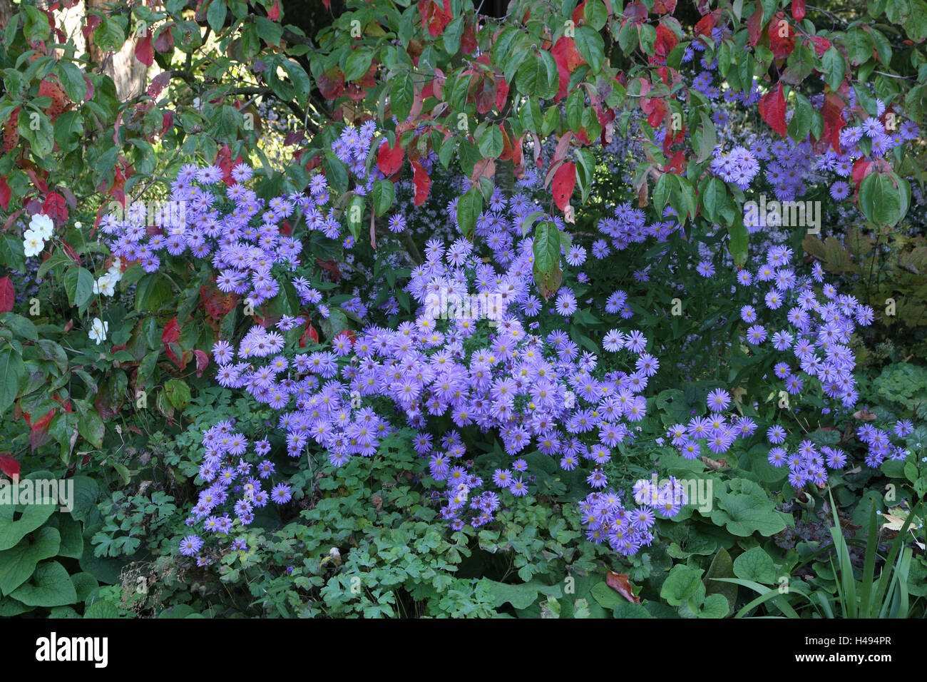 Garden, flowers, plants, autumn asters, Stock Photo
