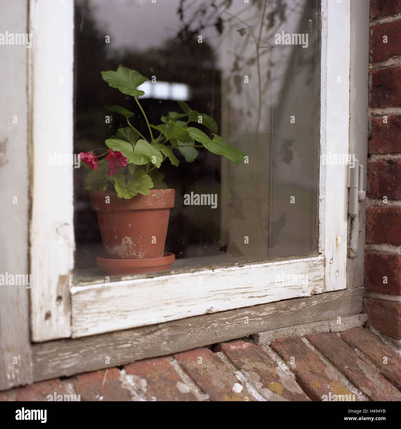 Building, old, detail, window, flower pot, Stock Photo