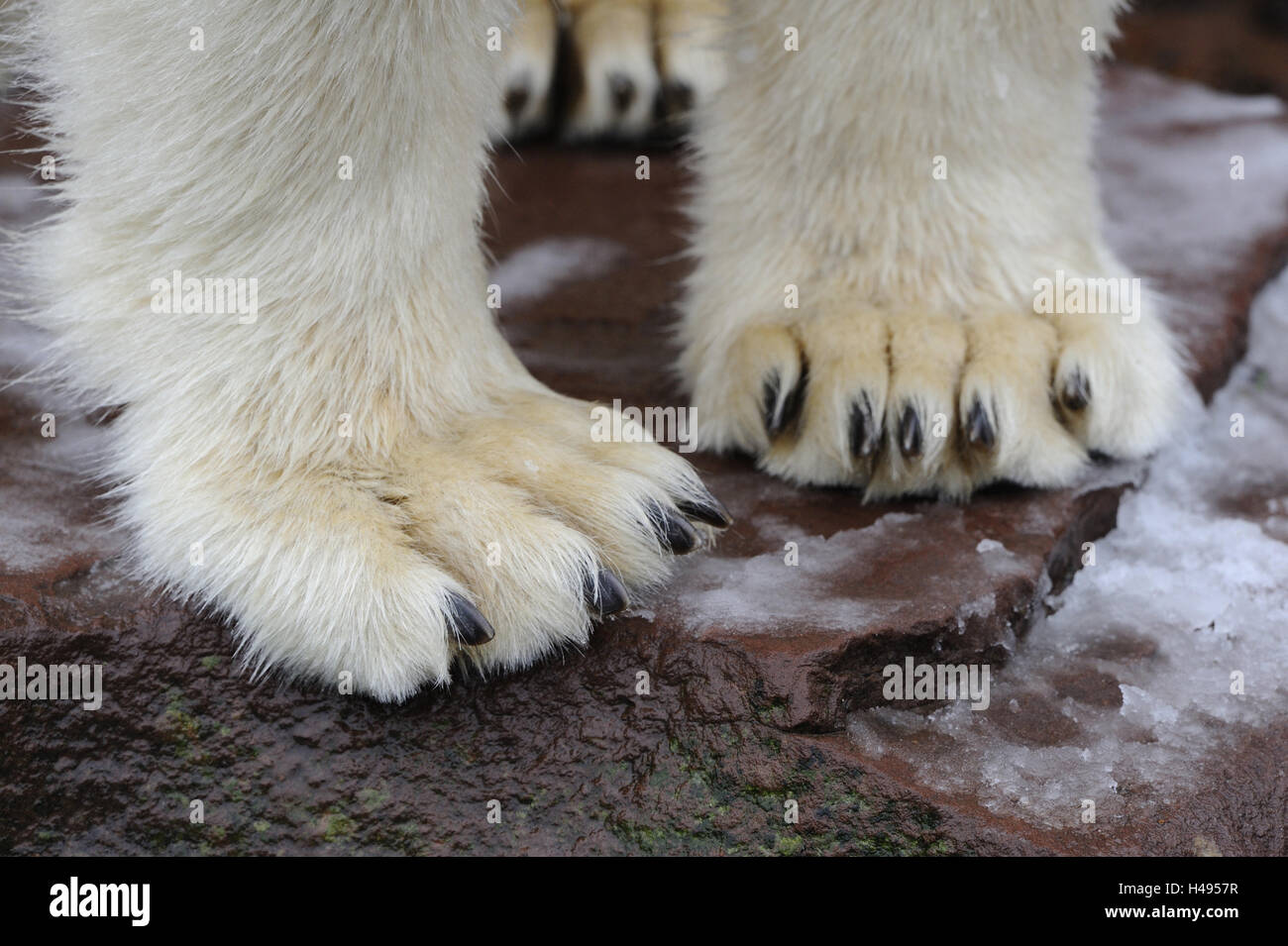 Polar bear, paws, detail Stock Photo Alamy