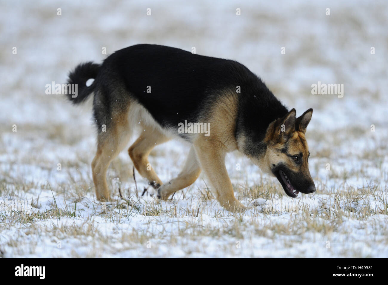 German Sheepherd Jung S Dog Sniff At The Side Sheepdog Floor
