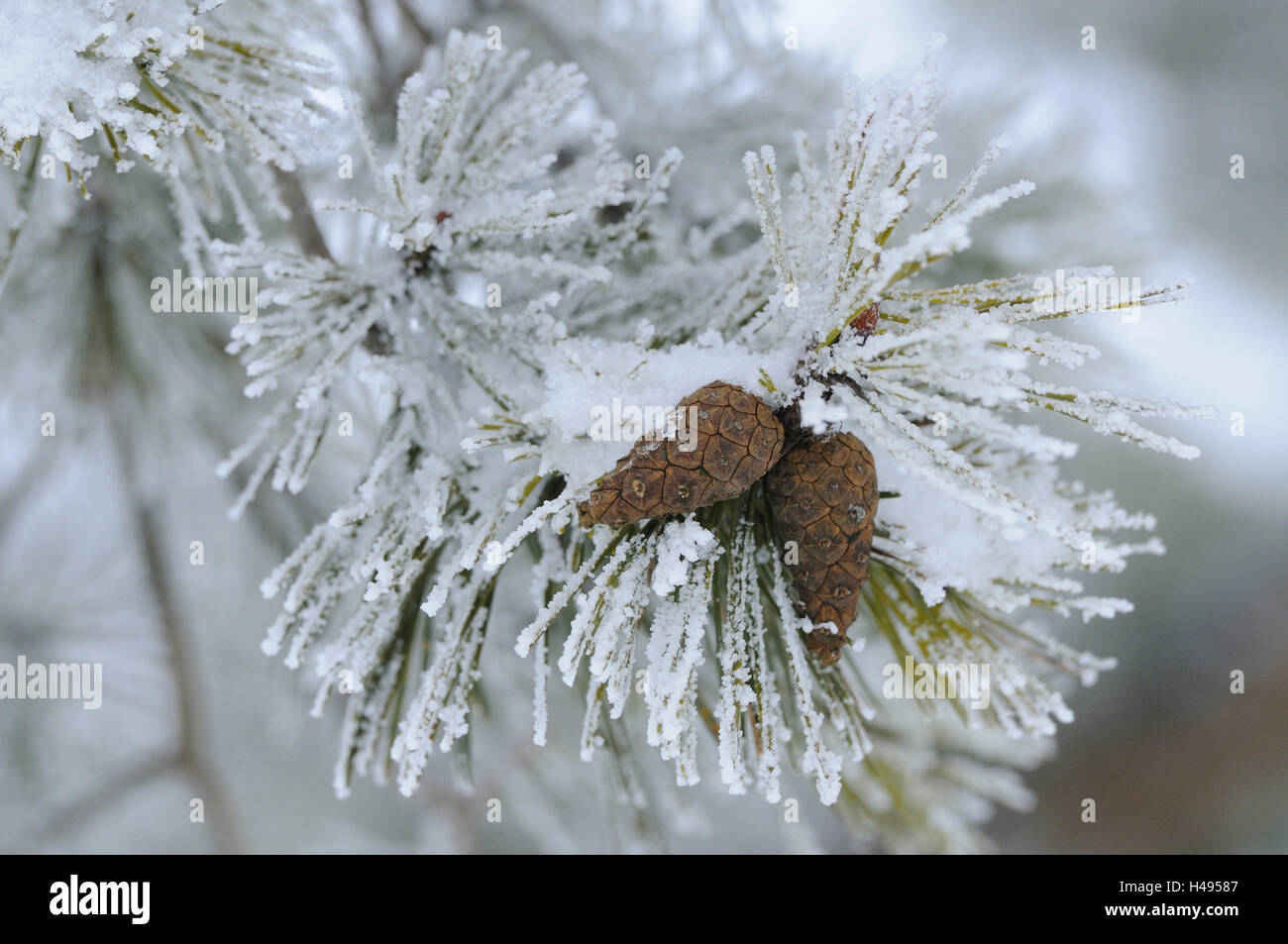 Scots pine, Pinus sylvestris, cones, frost, Stock Photo
