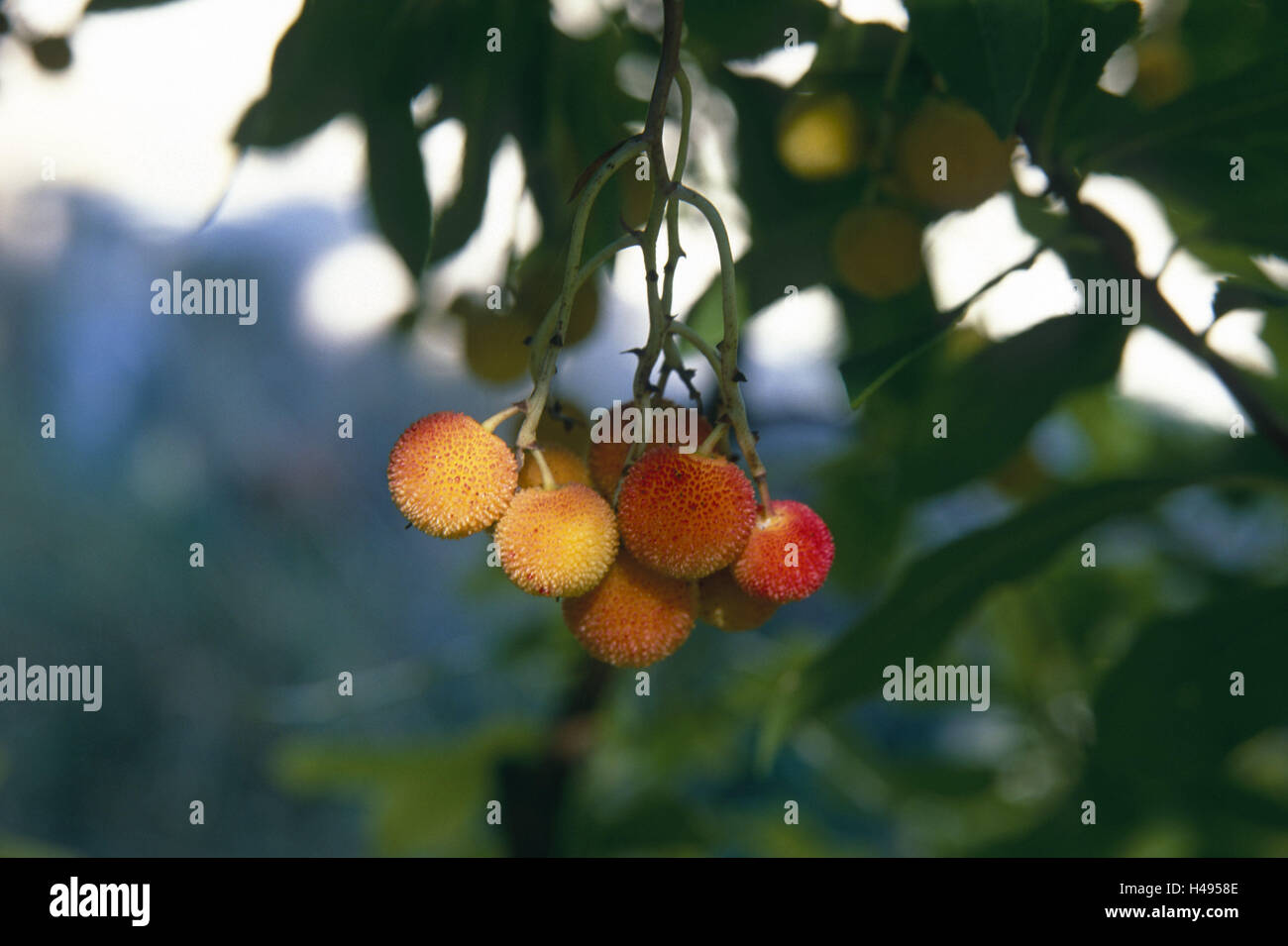 Strawberry tree, fruits, Italy, fruits, shrub, evergreen, eatable, tasteless, liqueur, jam, Alghero, Sardinia, Stock Photo