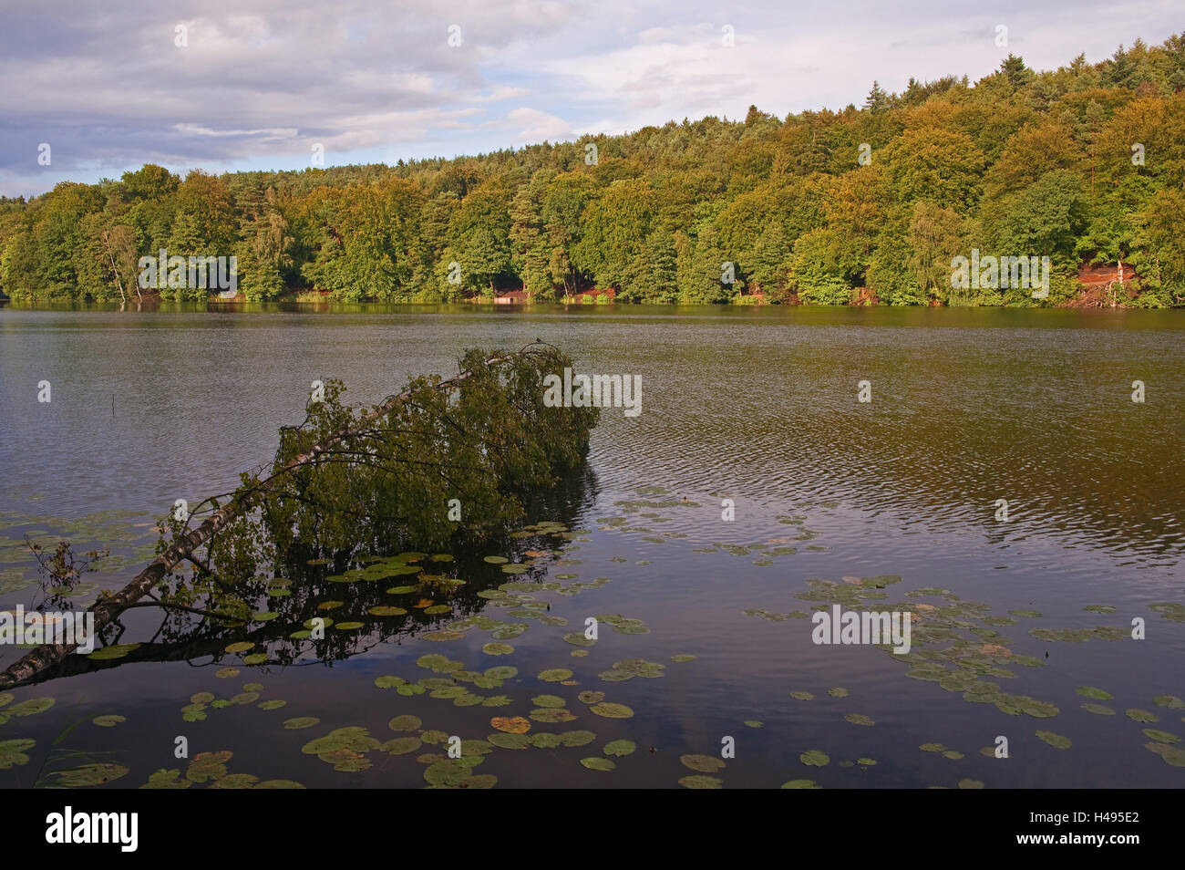 Schmalsee, Lauenburg Lakes Nature Park, Mölln (village Stock Photo - Alamy