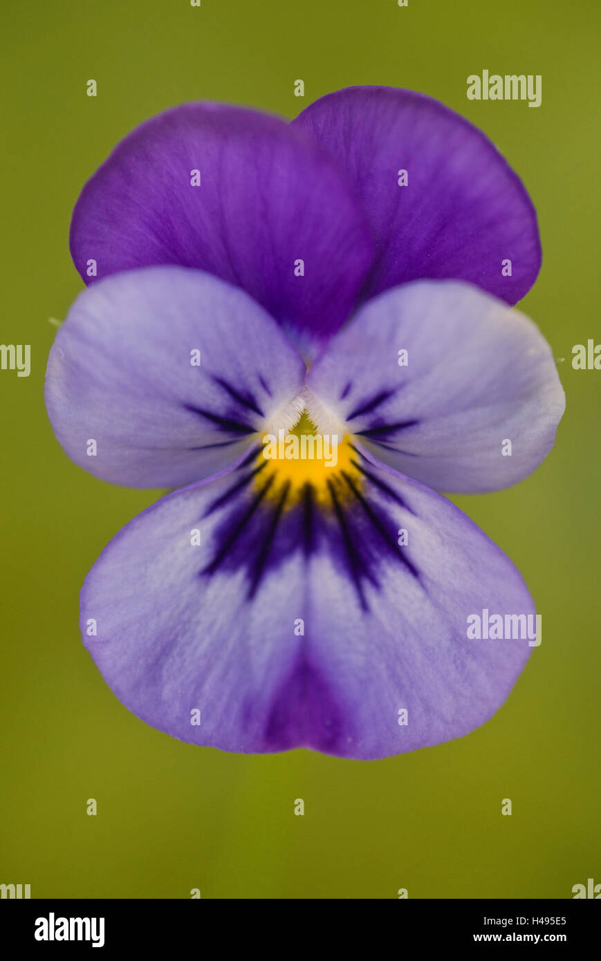 pansies Stock Photo - Alamy