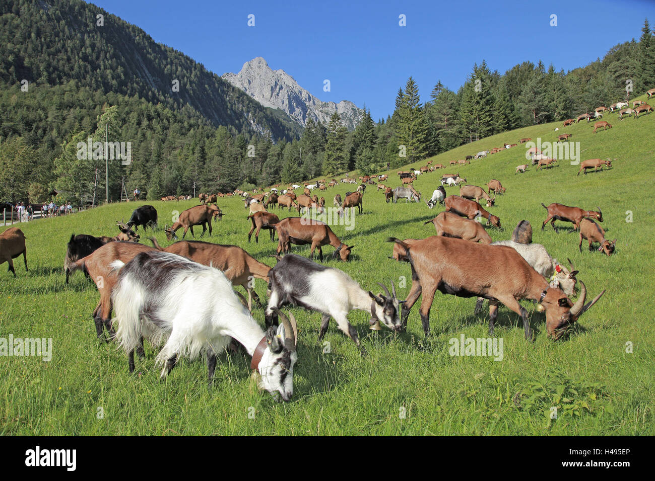Mountain pasture, goat focuses, graze, mountain, edge the forest, Germany, Bavaria, Upper Bavaria, scenery, meadow, Alpine grassland, animals, benefit animals, pets, goats, billy goat, kid, brown, white, black, fur, many, several, eat, neckband, bells, ho Stock Photo