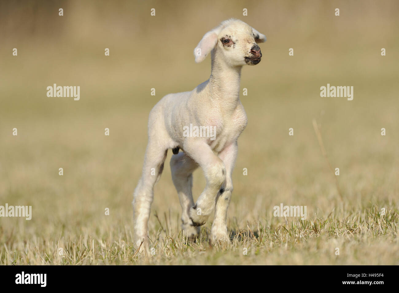 Domestic sheep, Ovis orientalis aries, lamb Stock Photo
