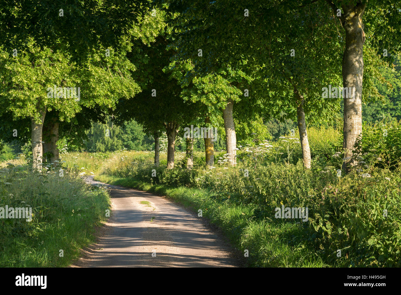 Winding country lane through verdant trees, Dorset, England. Summer (July) 2013. Stock Photo