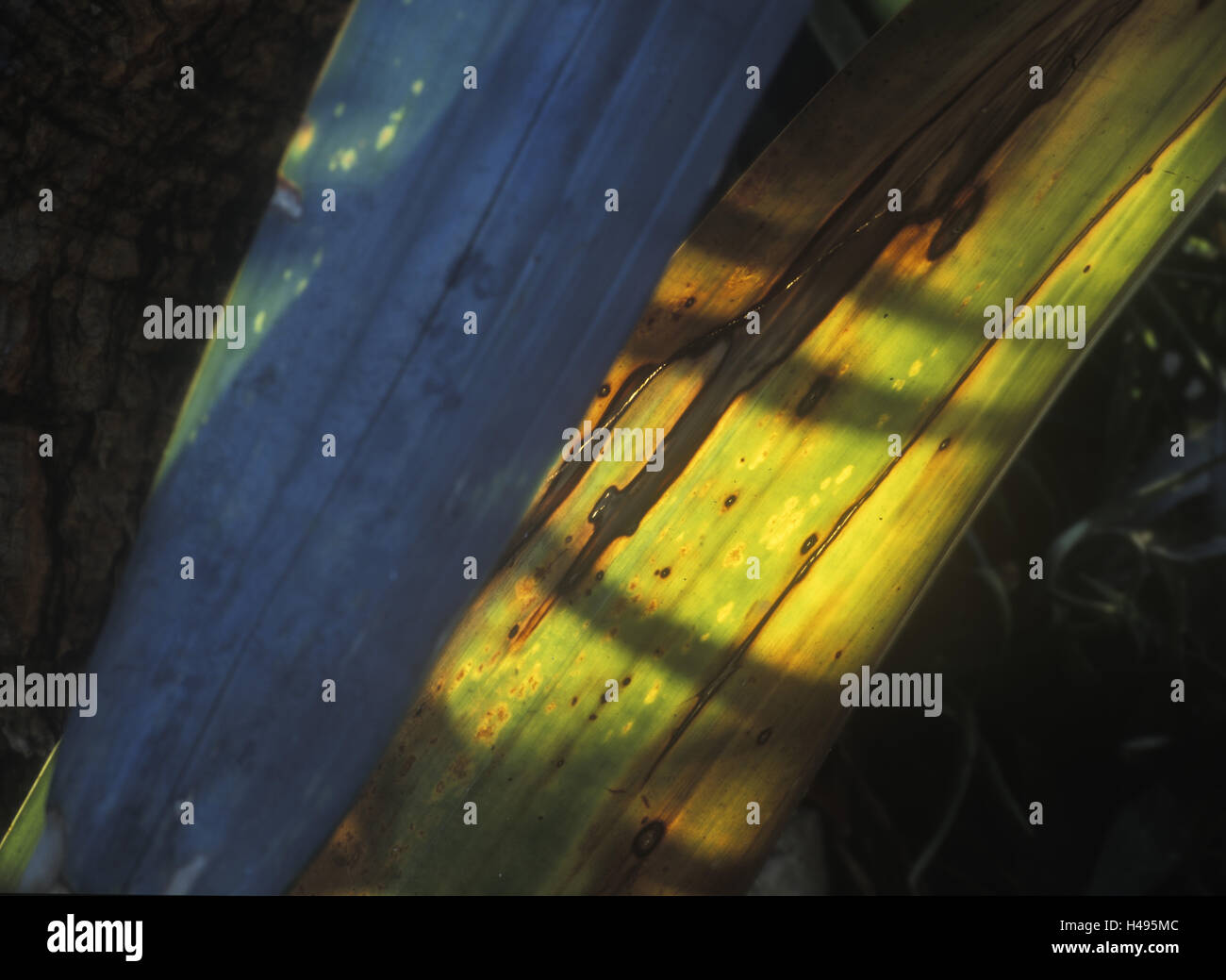 Tillandsia rauhii hi-res stock photography and images - Alamy