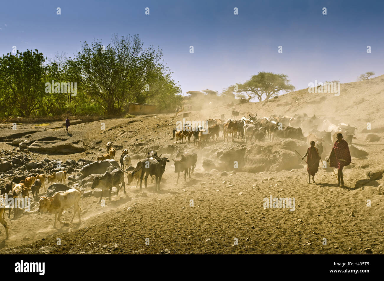 Africa, East Africa, Tanzania, Lake Natron, animals, cows, Maasai, Stock Photo