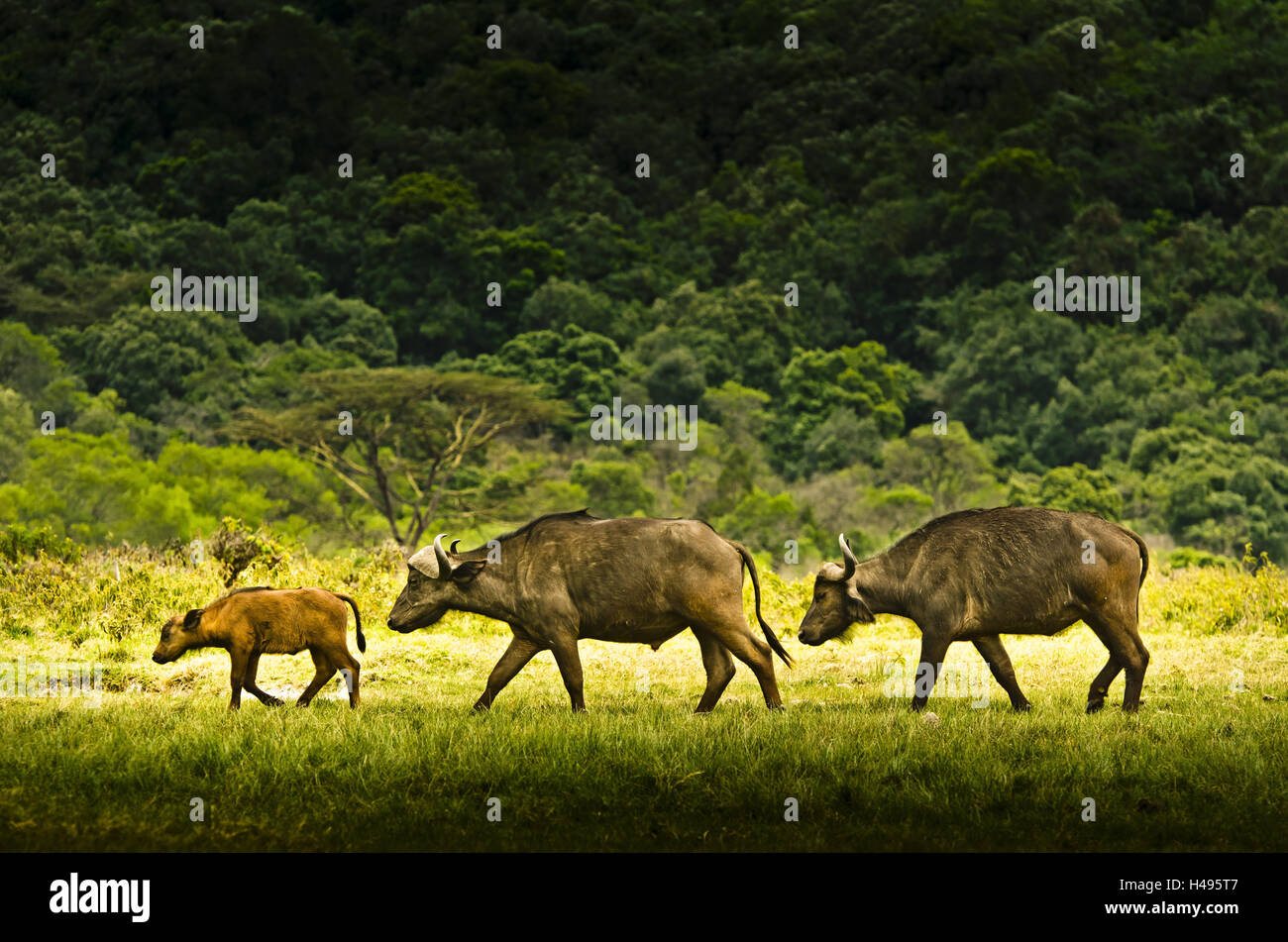 Africa, Tanzania, East Africa, Mt. Meru, Arusha National Park, buffalos, Stock Photo