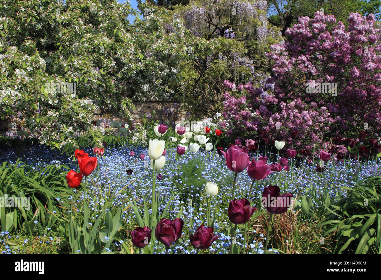 Lilacs, tulips, forget-me-not, blossom, garden, spring, season, trees, flowers, plants, landscape format, blossoms, Stock Photo